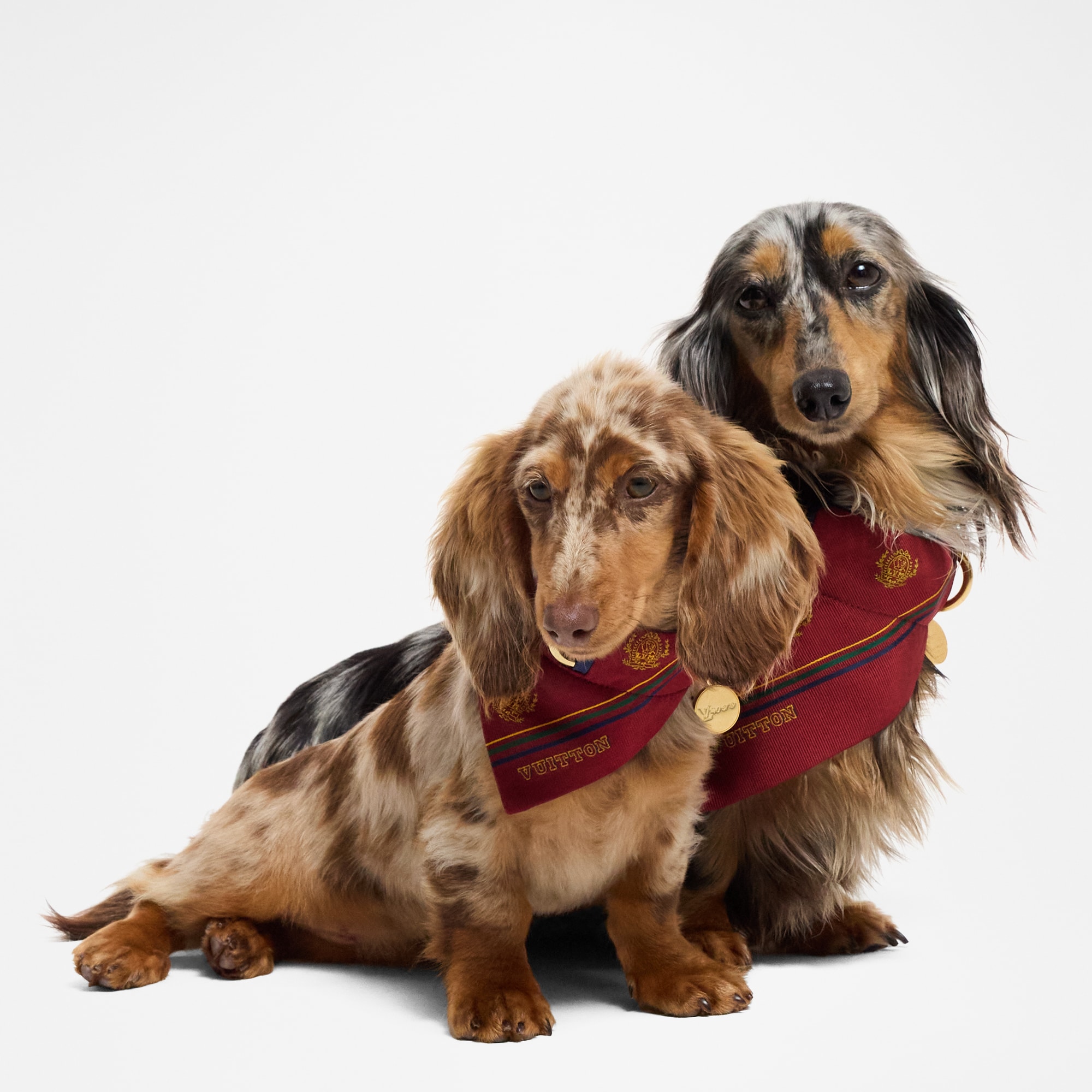 Dog Bandana MM  in Trunks, Travel and Home