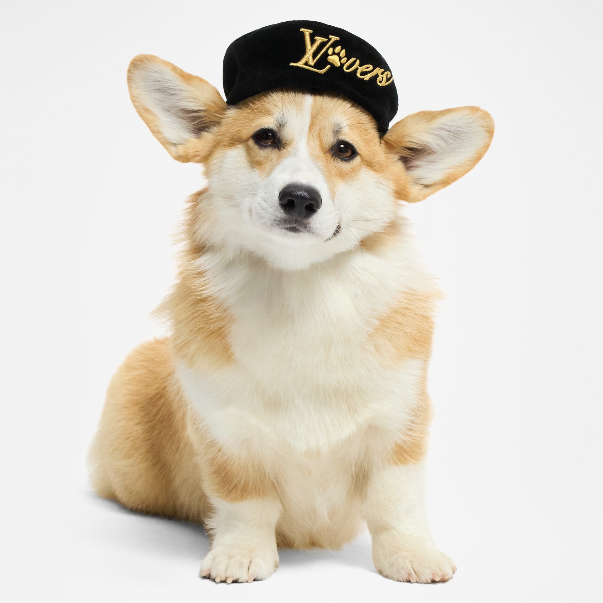 Dog Beret MM  in Trunks, Travel and Home