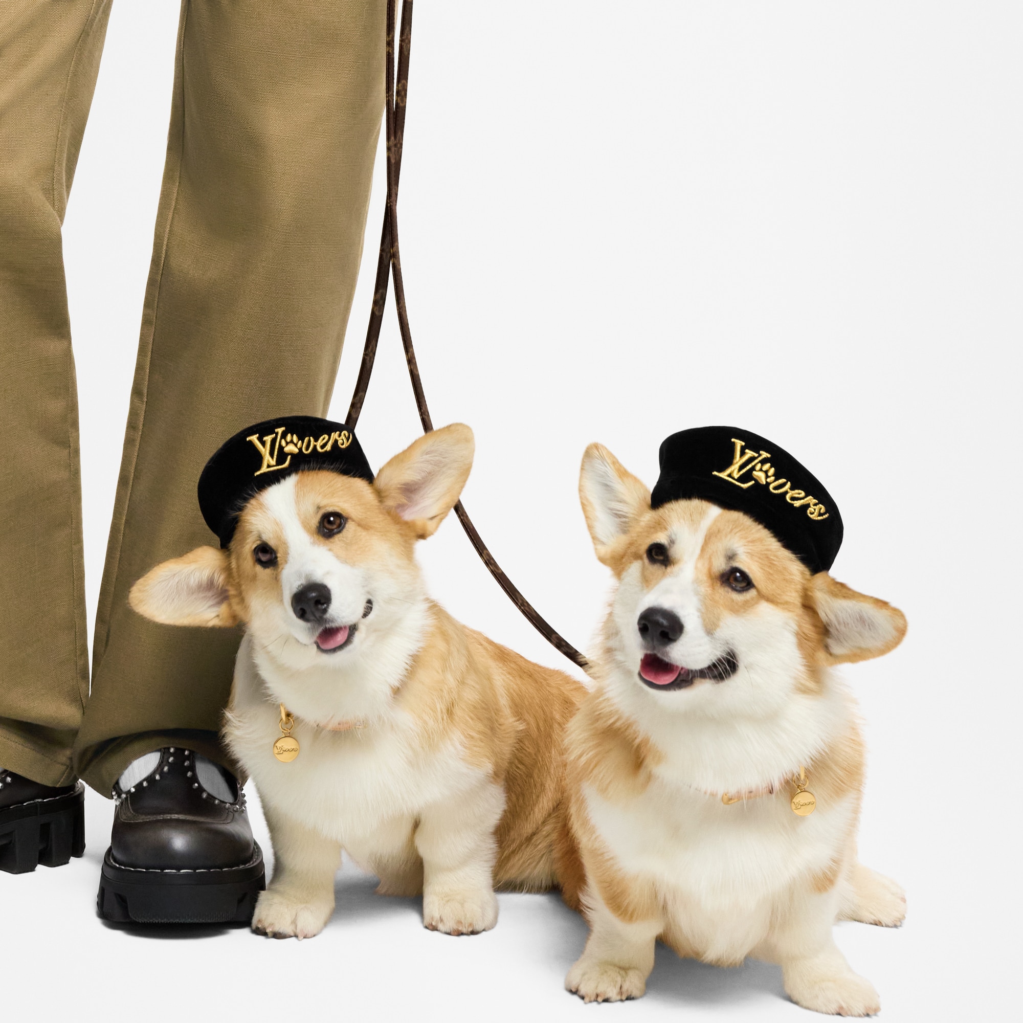Dog Beret MM  in Trunks, Travel and Home