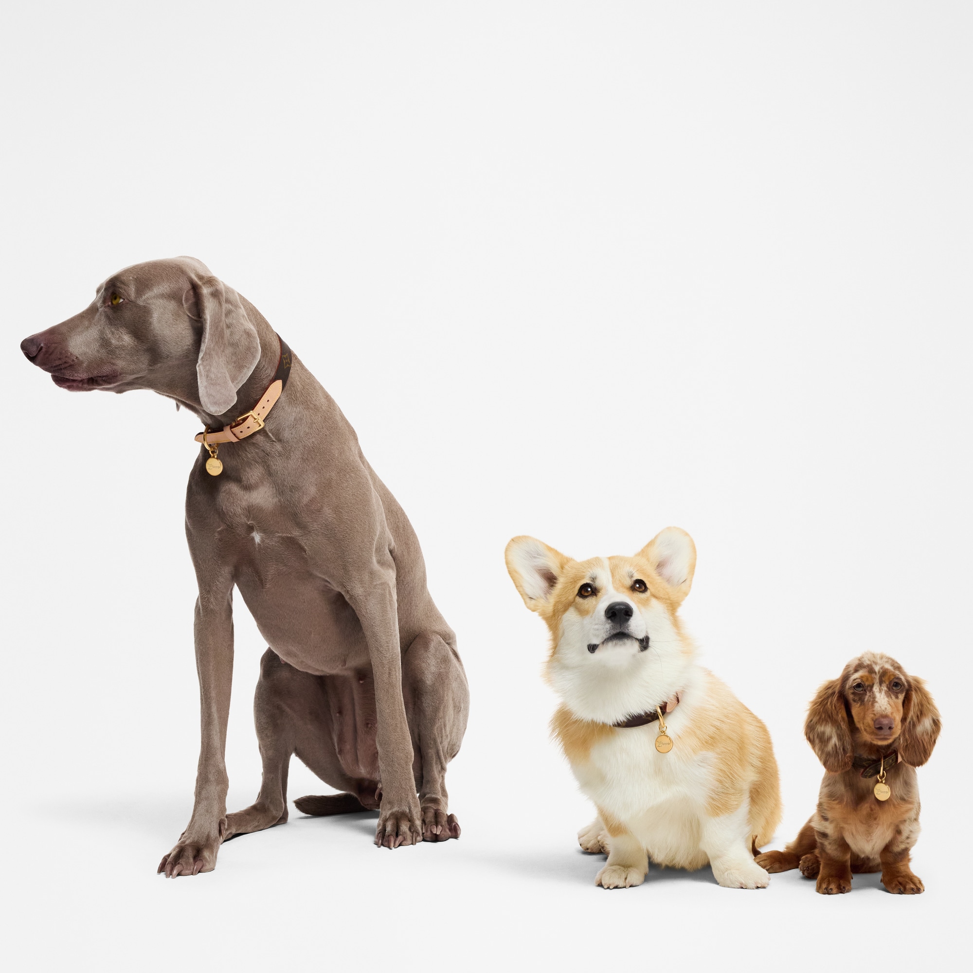 Dog Collar MM  in Trunks, Travel and Home