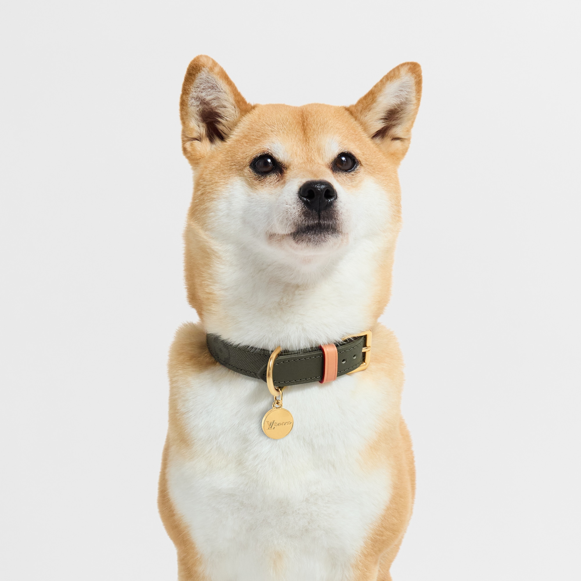 Dog Collar PM . in Trunks, Travel and Home