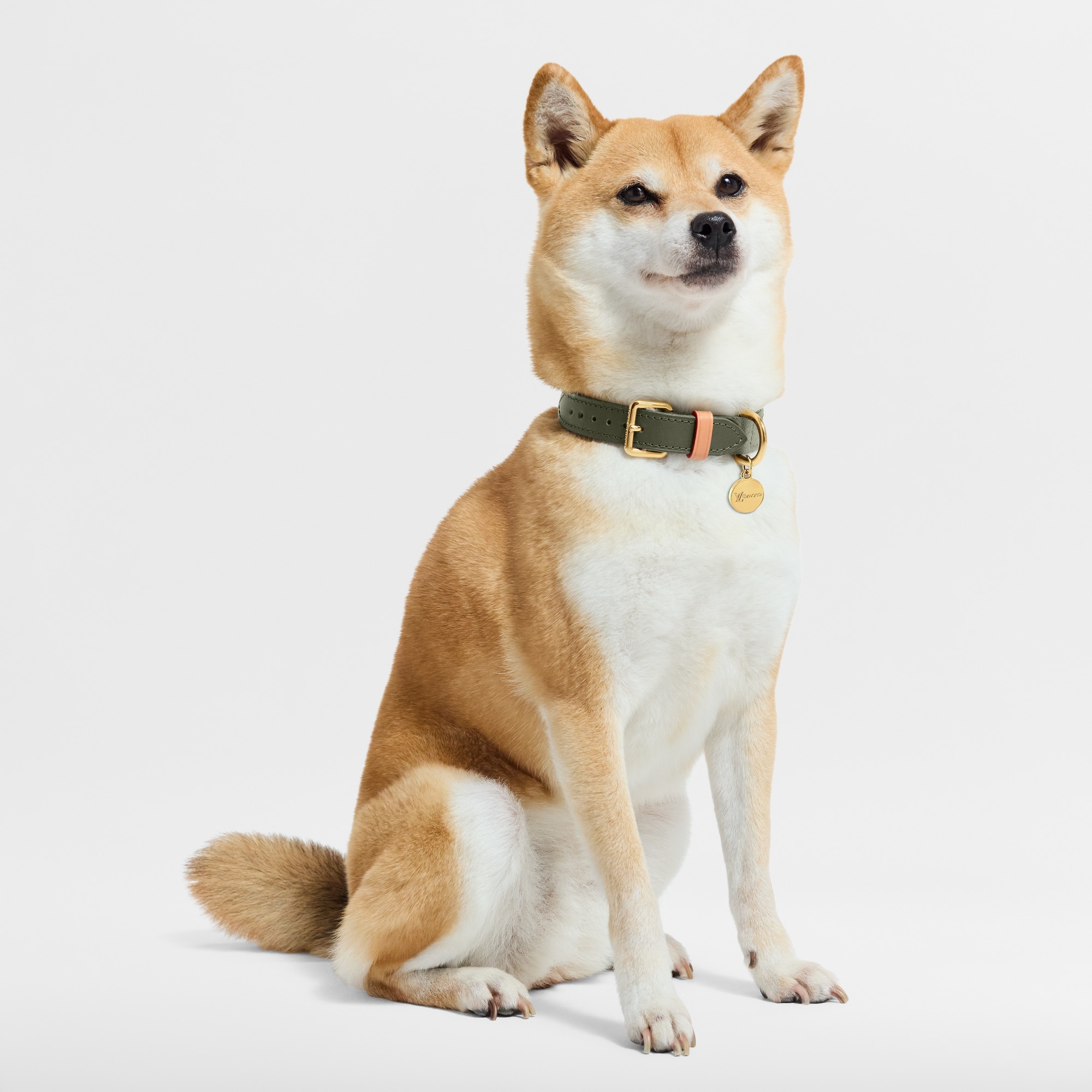 Dog Collar PM . in Trunks, Travel and Home