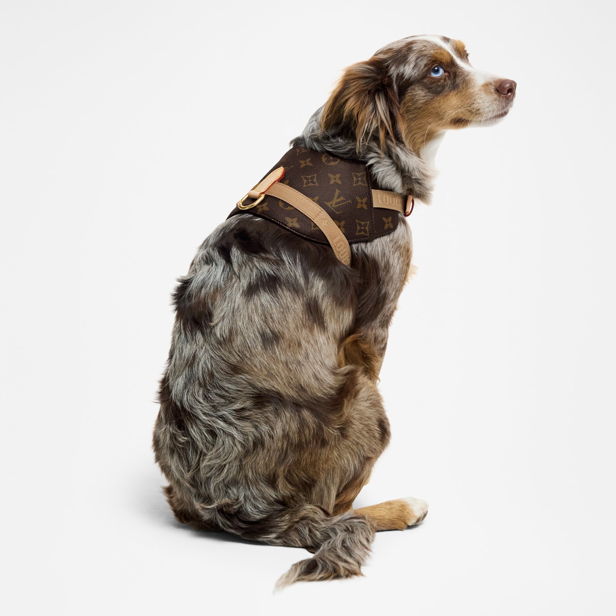 Harness MM  in Trunks, Travel and Home