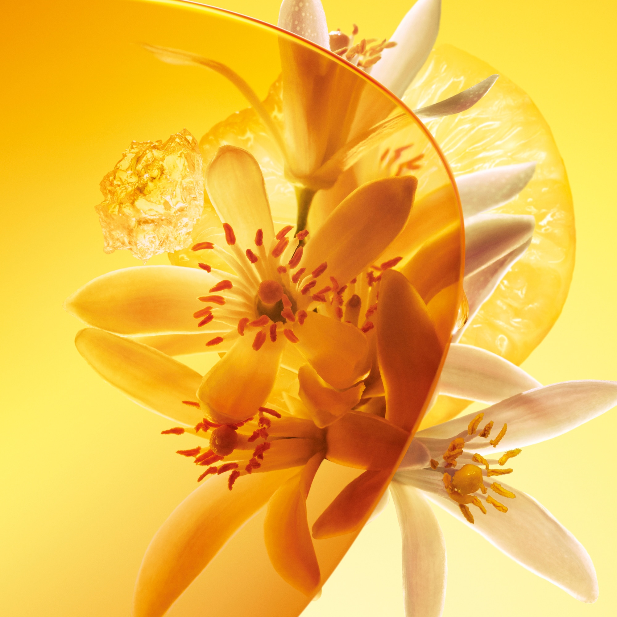 Sun Song  in Perfumes